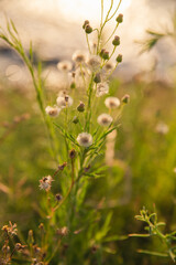 flowers in the field