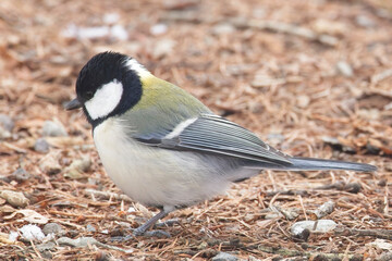 Naklejka premium Japanese Tit (Parus minor), also known as the Oriental Tit, foraging in the leaf litter, very close, Honshu, Japan.