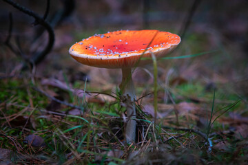 Amanita muscaria