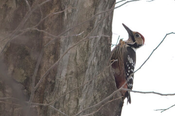 White-backed Woodpecker (Dendrocopos leucotos), against a tree trunk, Honshu, Japan.