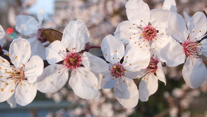 blossom in spring
