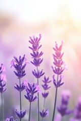 Fototapeta premium Delicate purple lavender flowers in soft morning light, creating a calming and serene atmosphere.