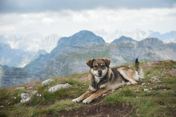 A dog lies on a grassy slope, overlooking a panoramic mountain view with rugged peaks in the distance. The calm alpine environment evokes tranquility.