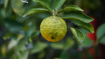 Macro photography of Natural citron fruit