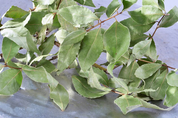  A branch dried bay leaves on a background.Healthy lifestyle and beauty concept.