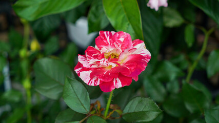 Macro photography of Maurice Utrillo rose flower