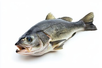 Fototapeta premium Close-up view of a whole raw seabass, isolated on a white background. Perfect for culinary websites, seafood markets, and recipe blogs. 