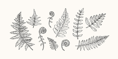 Hand drawn fern branches collection © Maria