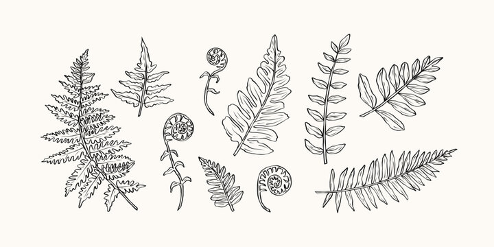 Hand drawn fern branches collection