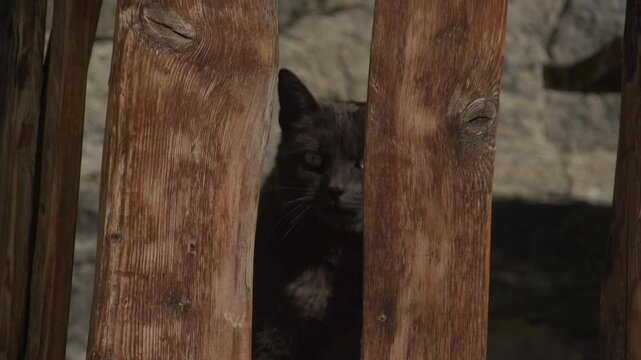 Chat sauvage village montagne 