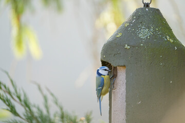 blue tit sit on a birdhouse
