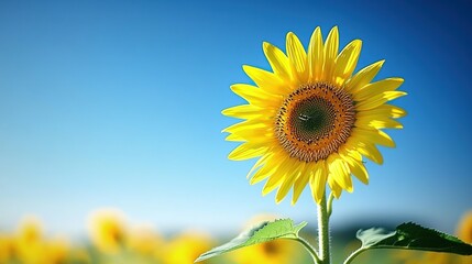 Obraz premium A vibrant sunflower stands tall against a clear blue sky, showcasing nature's beauty.