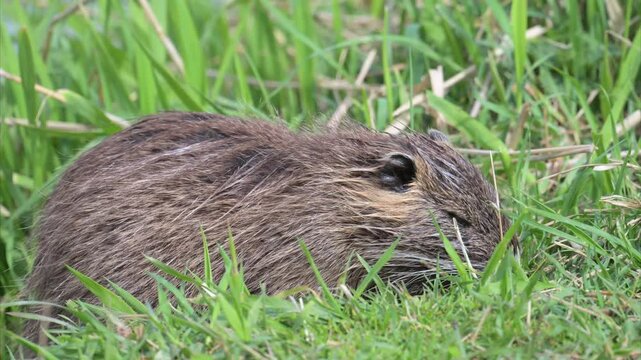 nutria feeding on grass in nature