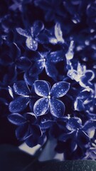 flowers trend color 2025 Future Dusk