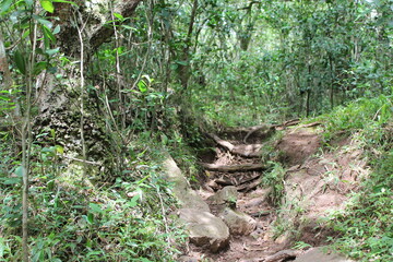 Bosque uruguayo en las sierras, naturalez y tranquilidad, bosque natural con arboles  y rio en un soleado dia. La paz de la naturaleza uruguaya en las sierras. Villa serrana uruguay