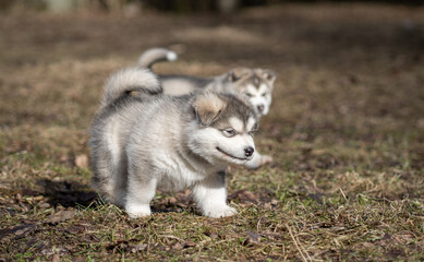 Obraz premium Two Alaskan Malamute Puppies. Closeup Portrait. Walking on the Grass. Young Dogs