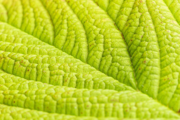 Green Leaf Texture. Macro.