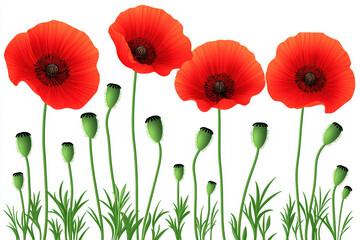 Obraz premium Vibrant red poppy flowers with green stems create stunning visual on white isolated background, evoking feelings of beauty and nature elegance