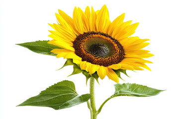Obraz premium Vibrant sunflower with bright yellow petals and green leaves against white background, showcasing its natural beauty and cheerful appearance