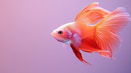 Obraz premium A vibrant goldfish swimming gracefully in a soft, colorful background.