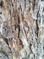 Obraz premium Bark of an old tree, close-up, background.