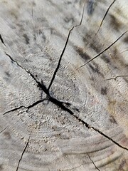 Wooden background with cracks and scratches. Texture of old wood.
