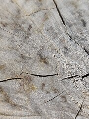 Wooden background with cracks and scratches. Texture of old wood.