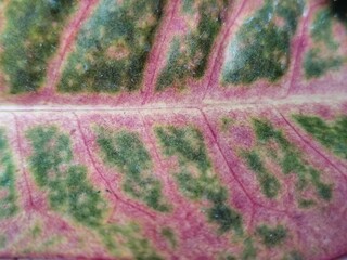 Close up of a leaf with red veins. Abstract background for design.
