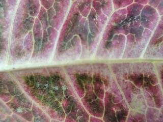 Close up of a leaf with red veins. Abstract background for design.