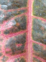 Close up of a leaf with red veins. Abstract background for design.