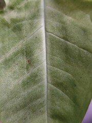 Close up of a green leaf with veins and holes in it.Close up of a leaf with red veins. Abstract background for design.