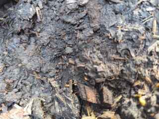 Natural soil, macro photography, selective focus