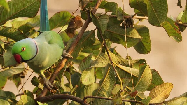 Green Parrot on the in morning light- singla of indian parrot sitting on guava tree and looking their best - Beautiful indian green parrot. Indian Ringneck Parakeet with selective focus background.