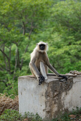 Obraz premium Graceful Langur Pose