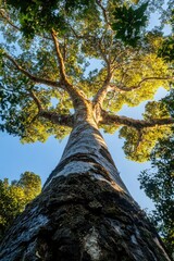 Fototapeta premium Forest Tree
