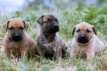 Obraz premium Dogo canario