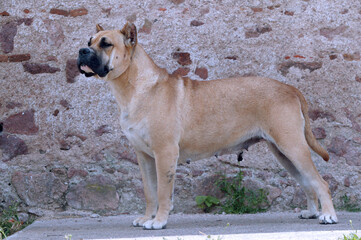 Dogo canario