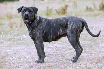Dogo canario