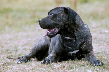 Dogo canario