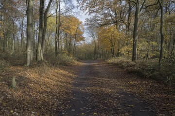 Obraz premium Scenic Autumn Pathway in a Tranquil Forest Surrounded by Vibrant Yellow and Orange Leaves, Evoking Calmness and Serenity in Nature