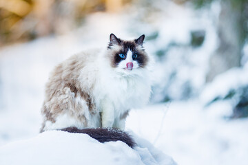 A beautiful purebred Ragdoll cat sits in a snowy forest in Sweden. The cat has blue eyes and brown-and-white fur. She is sticking out her tongue and is licking her nose. Copy space.