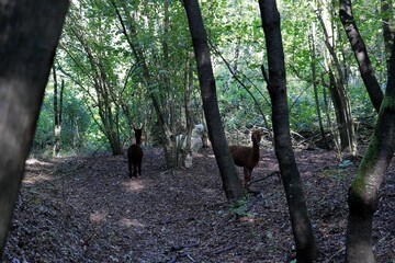 Alpaka im Wald 