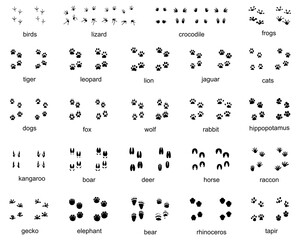 Set of  traces of wild animals, illustration of black silhouettes		
