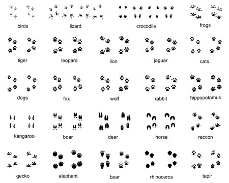 Set of  traces of wild animals, illustration of black silhouettes		