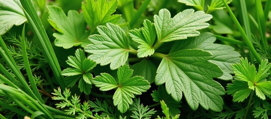 Green-bordered grass elements with herbal plants intermingled within