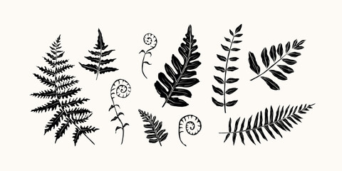 Flat vector fern branches collection © Maria