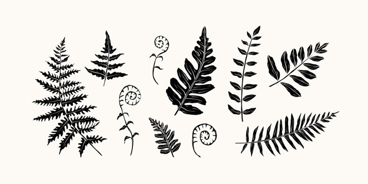 Flat vector fern branches collection