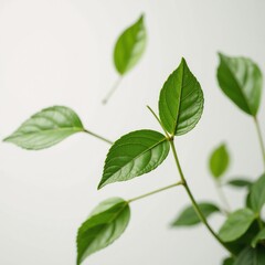 Fototapeta premium Green Leaves Flight Stylized illustration of green leaves soaring against a crisp white backdrop suitable for promoting natural or eco-conscious themes