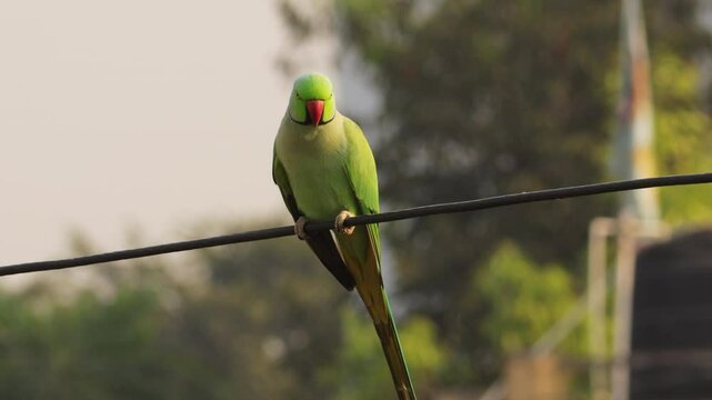 Green Parrot on the in morning light- singla of indian parrot sitting on electric wire and looking their best - Beautiful indian green parrot. Indian Ringneck Parakeet with selective focus background.