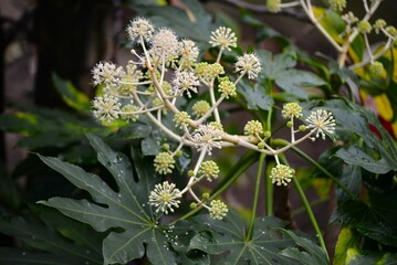 白い花　ヤツデ（八手・八つ手）